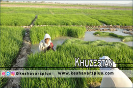 برنج خوزستانی‌ها روی زمین ماند/ محاسبات غلط جهادکشاورزی