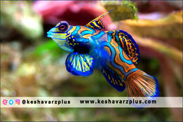 ماهیان زینتی جا ماندند/بازار کساد ژن‌های اصلاح نشده