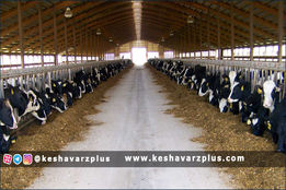 چرا سوخت دامداران نرسید