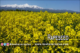 چند روش ساده برای زیاد شدن روغن