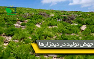 آغاز گام دوم طرح جهش تولید در دیمزارها 