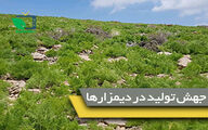 آغاز گام دوم طرح جهش تولید در دیمزارها 