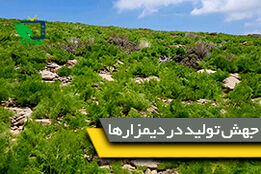 آغاز گام دوم طرح جهش تولید در دیمزارها 