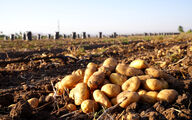 صادرات سیب زمینی مجاز شد
