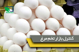 وزیر جهاد کشاورزی: برای کنترل و برقراری آرامش در بازار تخم مرغ در تلاش هستیم
