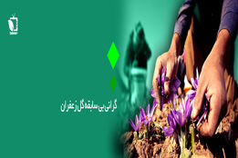 گرانی بی سابقه گل زعفران