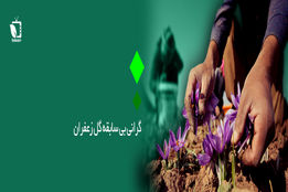 گرانی بی سابقه گل زعفران