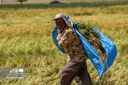  برداشت شلتوک از مزارع استان فارس