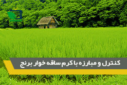 کنترل و مبارزه با کرم ساقه خوار برنج