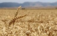 هرگونه جابه‌جایی غیرمجاز گندم قاچاق است