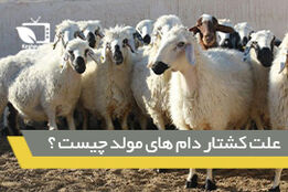 بررسی چرایی کشتار دام های مولد در کشور