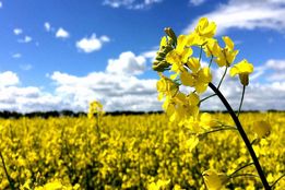 آمادگی کامل برای آغاز سال زراعی جدید