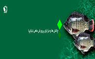 پرونده ویژه/ چالش ها و مزایای پرورش ماهی تیلاپیا در ایران