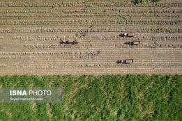 کشت سنتی نیشکر در هفت‌تپه