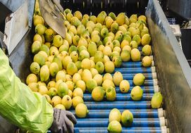 لیمو «پریموفیوره» سیسیل میان تاب‌آوری و تردید؛ روایتی آموزنده برای باغداران ایرانی