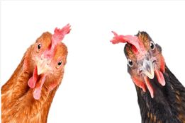 وقتی هیجان، جای حقیقت را می‌گیرد/ بازخوانی یک شایعه قدیمی و ضرورت اخلاق رسانه‌ای در مواجهه با اخبار حساس