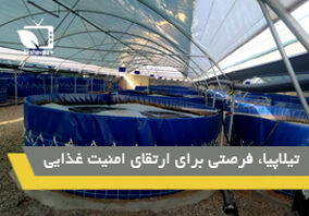 تیلاپیا، فرصتی برای ارتقاء امنیت غذایی