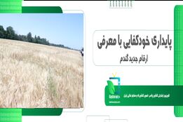 پایداری خودکفایی با معرفی ارقام جدید گندم 