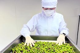 طلای سبز ژاپن در سایه فوجی؛ روغن زیتونی که معادلات اقلیم را شکست