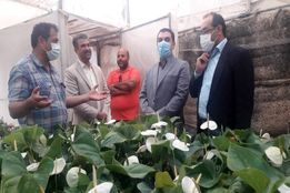 بازدید سرزده مشاوره وزیر از گلخانه ها در روز ملی گل