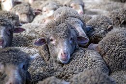 نبرد دامداران نیوزیلندی برای نجات مراتع از جنگل‌کاری‌های کربنی
