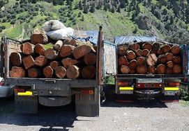  پرونده روز خبرنگار: تاوانِ نوشتن درباره قاچاق چوب؛ زنجیر و ترور شد، نه تقدیر..!