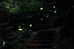 شبی با موجوداتی جادویی که دانش، زندگی و عشق را به هم می‌دوزند