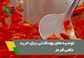 نکات بهداشتی که هنگام خرید ماهی قرمز باید رعایت شود