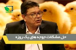 حل مشکلات جوجه های یک روزه