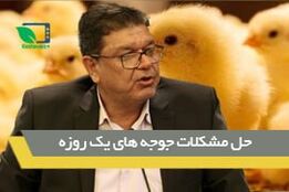 حل مشکلات جوجه های یک روزه