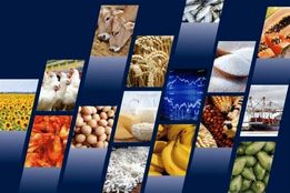 ثبت سفارش واردات 6 محصول کارخانجات صنایع غذایی باز شد