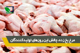 مرغ یخ زده، چالش این روزهای تولید کنندگان