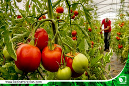 مشکلات گلخانه داران استان البرز