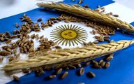 کاهش عوارض صادرات غلات در آرژانتین/ تحلیل تأثیر بر بازار جهانی غلات