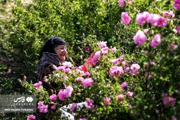 برداشت گل‌ محمدی در همدان