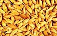 سطح زیر کشت جو ۲۲ درصد کاهش یافت