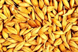 سطح زیر کشت جو ۲۲ درصد کاهش یافت