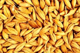 سطح زیر کشت جو ۲۲ درصد کاهش یافت