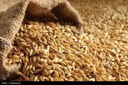 نرخ مصوب گندم صنف و صنعت 53 هزار تومان تعیین شد