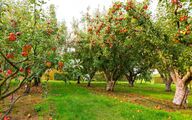 ۴ مشکل پنهان ناشی از بی‌توجهی به جمع‌آوری میوه‌های افتاده در کف باغ
