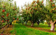 ۴ مشکل پنهان ناشی از بی‌توجهی به جمع‌آوری میوه‌های افتاده در کف باغ
