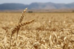 خرید تضمینی ۷ میلیون و ۷۰۰ هزار تن گندم تا نیمه شهریور