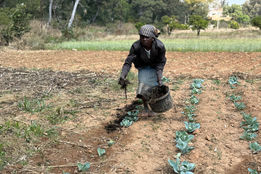 از آفتاب تا سفره؛ چگونه آبیاری خورشیدی و آموزش‌های محلی در آنگولا امنیت غذایی را متحول کردند؟