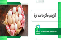 افزایش صادرات تخم مرغ