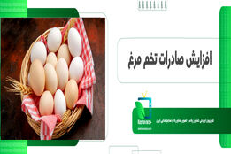 افزایش صادرات تخم مرغ