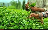 پرداخت تسهیلات کم‌بهره به چایکاران شمال کشور آغاز شد