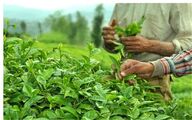 600 میلیارد تومان از مطالبات چایکاران پرداخت شد