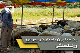 یک میلیون دامدار در معرض ورشکستگی