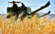 نرخ خرید تضمینی گندم تعیین شد