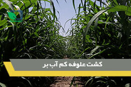 کشت علوفه کم آب بر 
